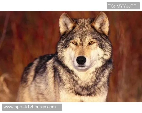老鹰与狼的精彩对决视频集锦带你领略野生动物的生存智慧与力量较量